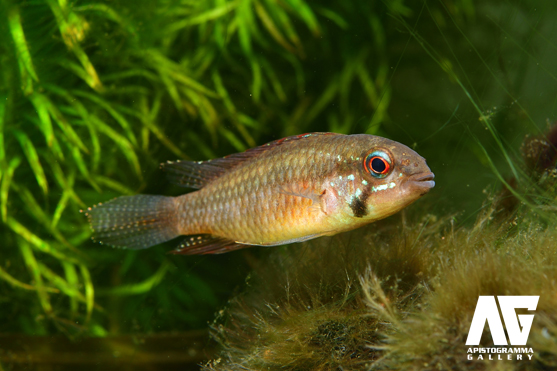 flabellicauda