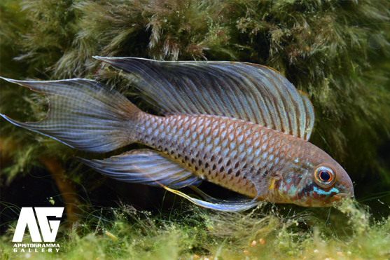 flabellicauda
