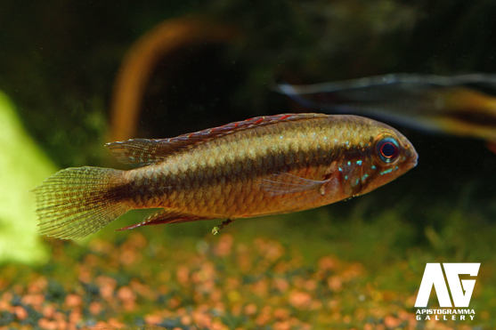 flabellicauda
