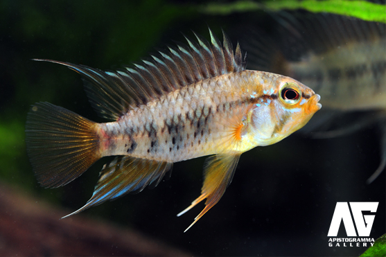 macmasteri