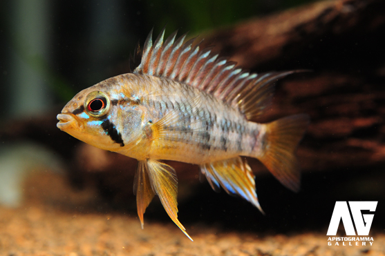 macmasteri