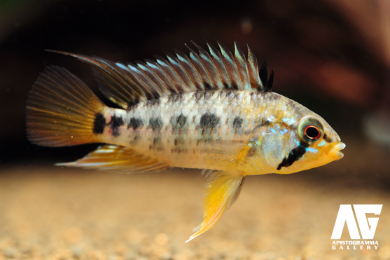 macmasteri