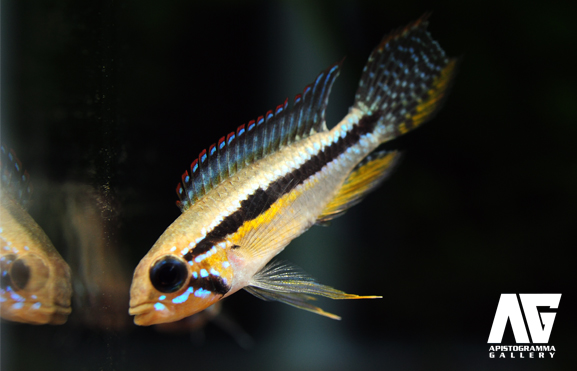 paucisquamis