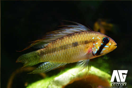 piaroa