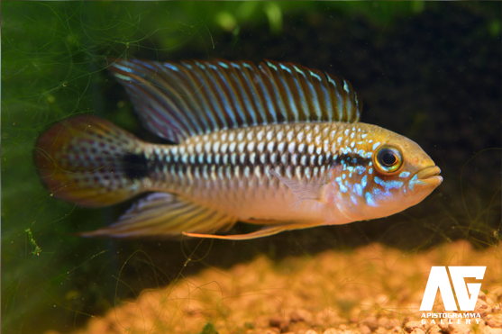 pulchra
