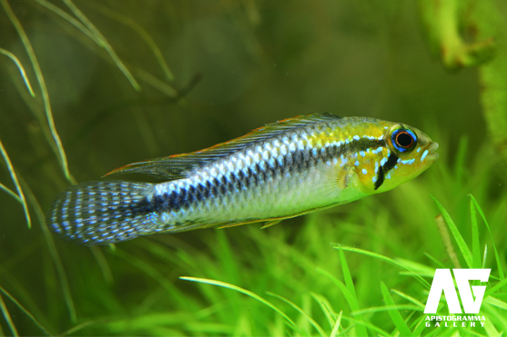 pulchra