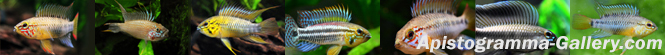 Apistogramma-Gallery.com